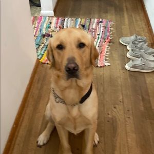 Meet your Posher, Jesse